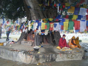The religious banyan tree at Lumbini