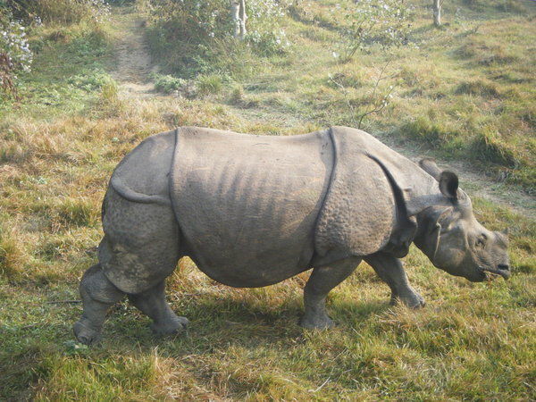 Rhinos are also quite wrinkly