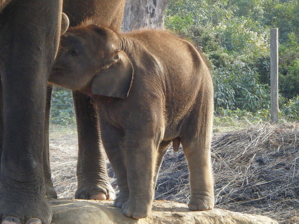 Cute wee baby elephant