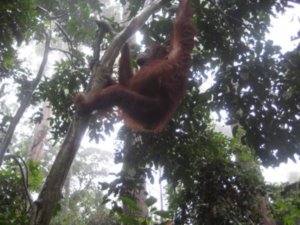 Jos the orang-utan - just mesmerising