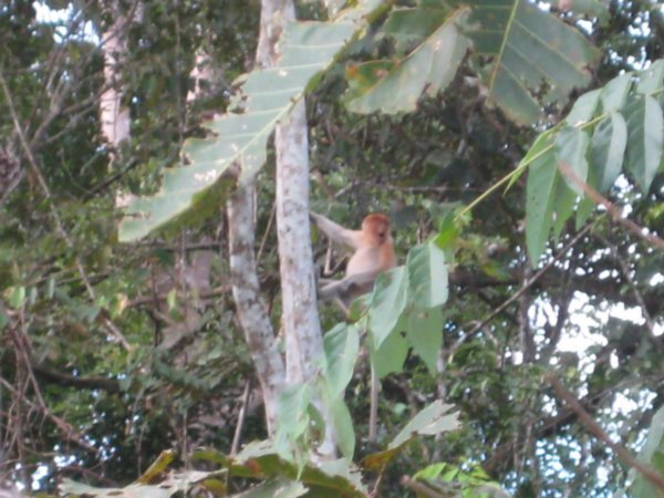 Probiscis monkeys