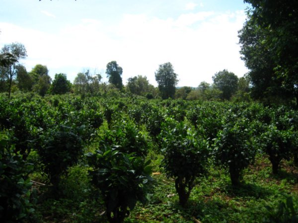 The Tea Plantation