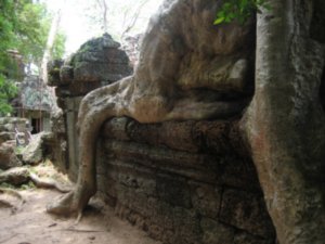 The trees have eaten Ta Prohm