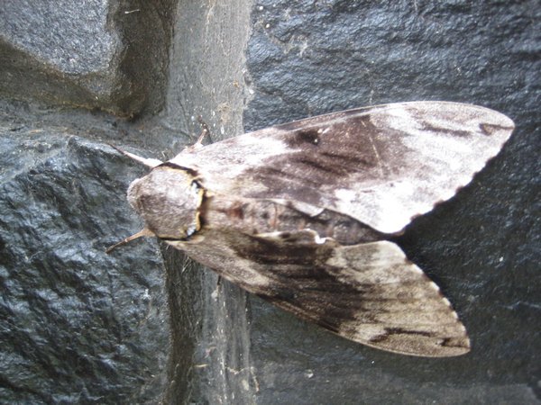 A big moth in the jungle