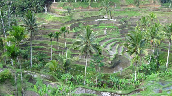 The stunning rice terraces