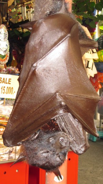 Kevin - the fruit Bat