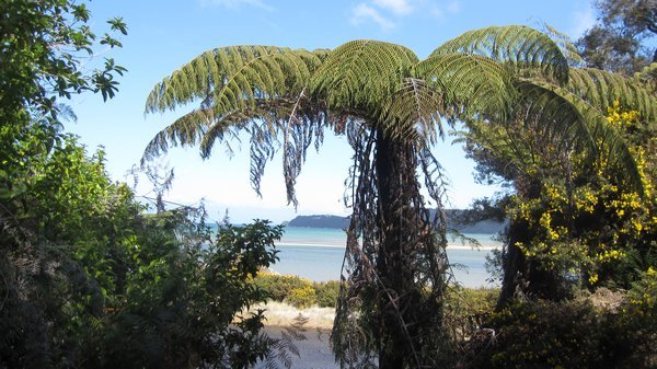 A native NZ Fern - they are everywhere