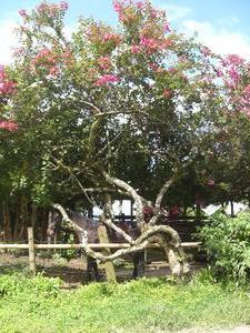 Horse under tree (next to Hacienda near Pacoras)