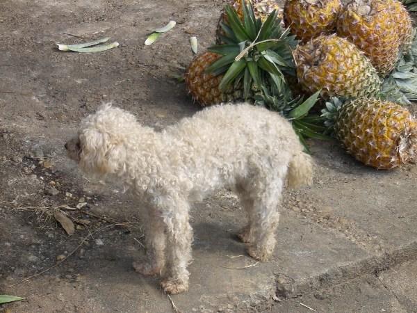 Dog and pineapples