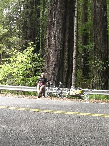 Me and the Redwoods