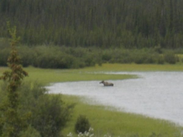 Moose bathing in a lake