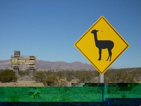 Look out for the llamas