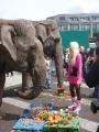 Gina Lisa and Elephant