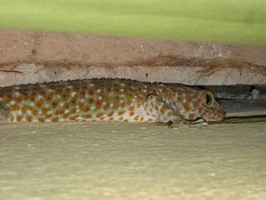 Un des deux immenses geckos vivant pres de notre lit
