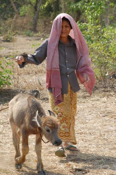 Une eleveur de buffles vetue d'un krama, foulard tradtionnel khmer