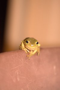 Une des douzaines de petites ''green tree frogs'' qui habitent les terrains de camping