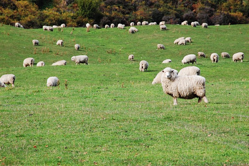 Les fameux moutons néo-zélandais
