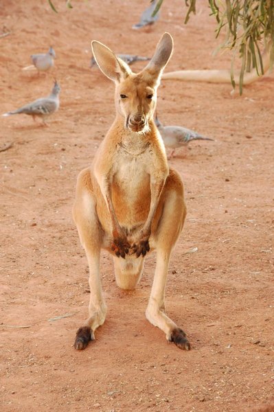 Quelle est la différence entre un kangourou et un wallabi?