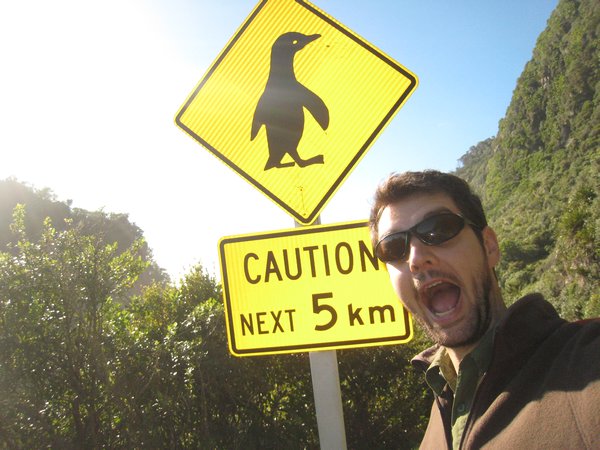 Attention, encore des pingouins!!
