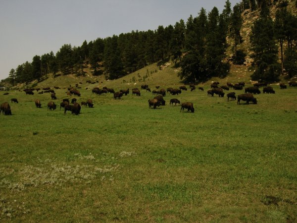 Buffalos