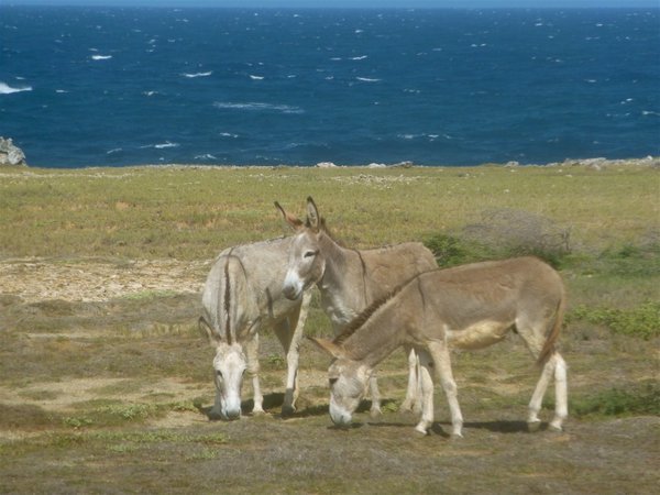 Wild Donkeys 