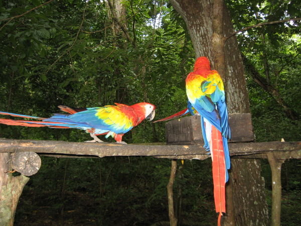 Honduran National Bird