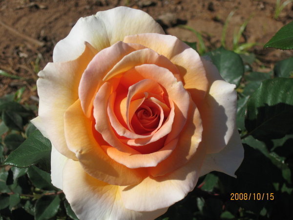 Example of rose
