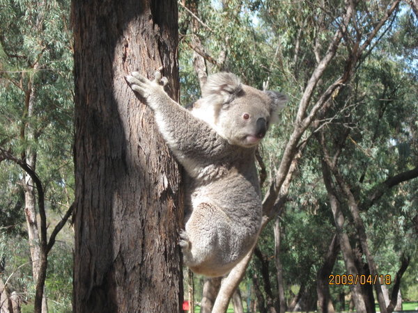 Koala up close!