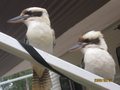 More kookaburras