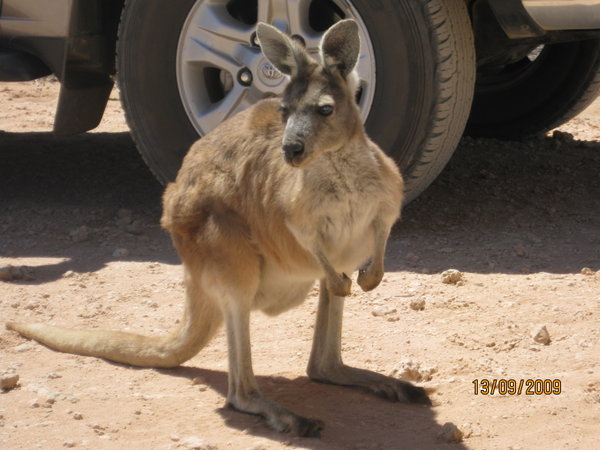 our kangaroo