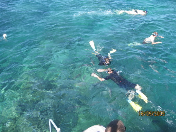 snorkelling on the reef