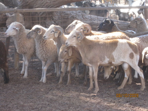 some of the sheep and goats