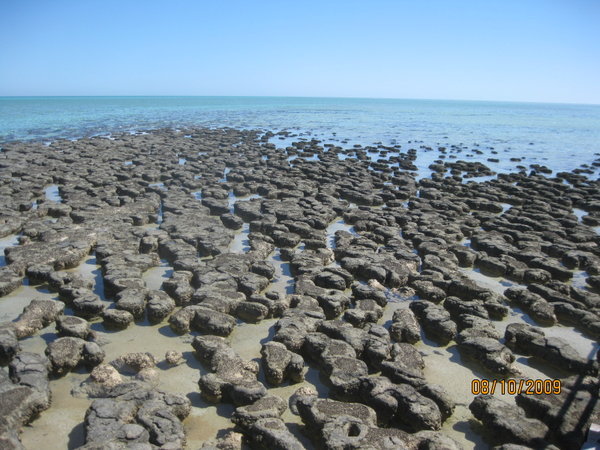 Stromatolites at Hamelin Pool