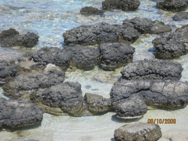 close up stromatolites