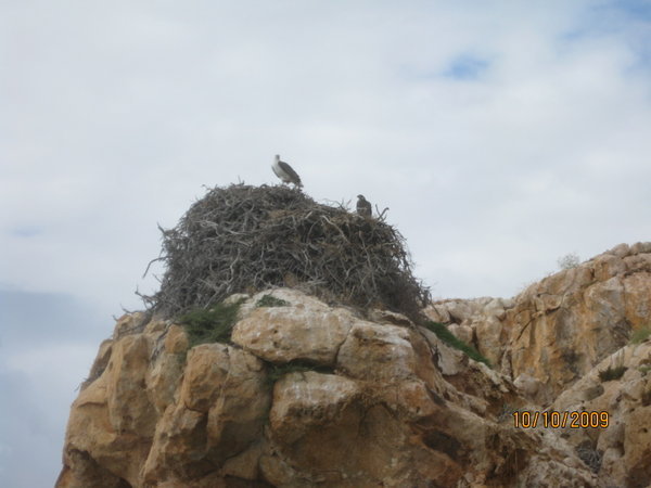 sea eagle and chick on nest