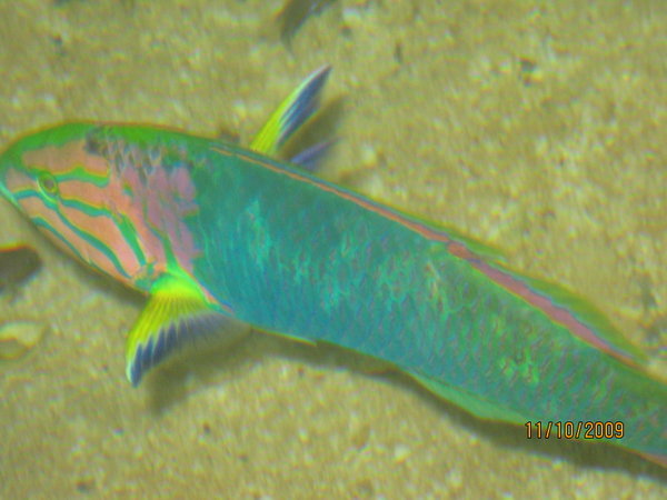 a colourful fish