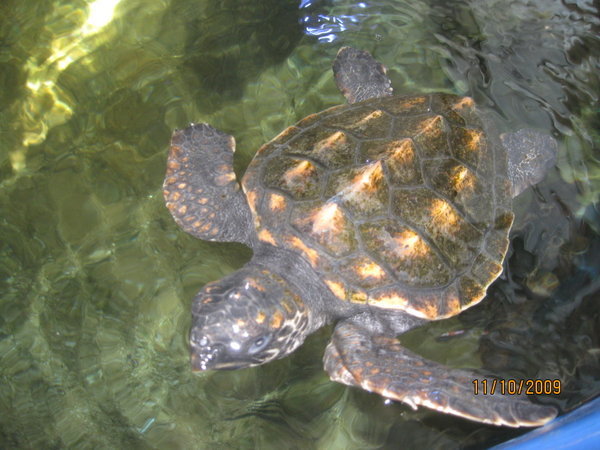 turtle at Ocean Park