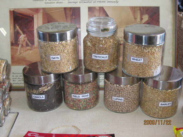 grains produced in this area