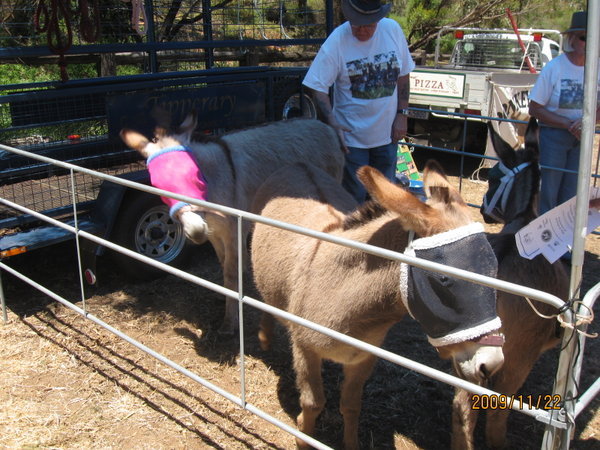 donkeys with fly nets!!