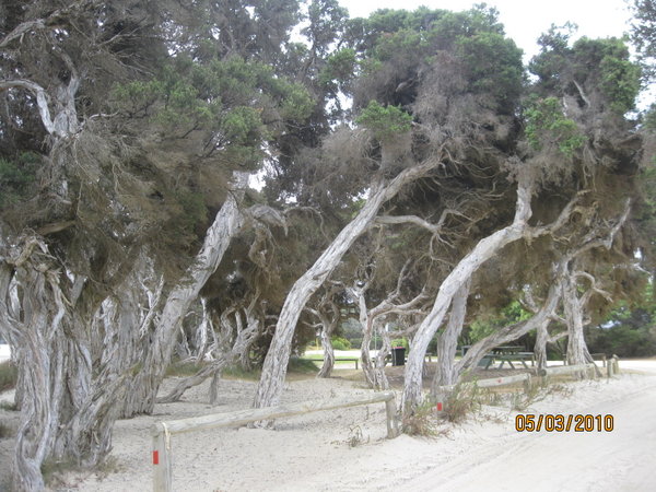 Paperbark trees at Nanarup Beach