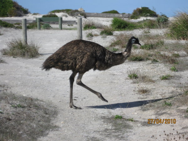 emus roamed around our campsite