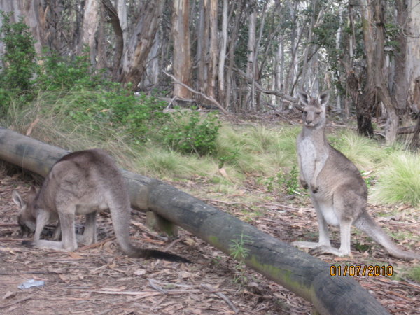 kangaroos everywhere