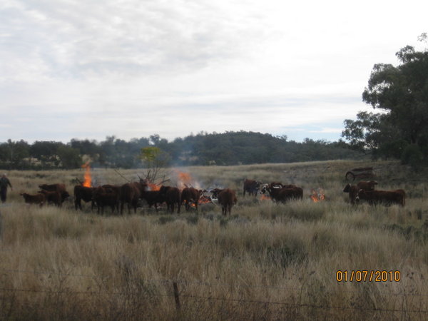 cattle keeping warm 