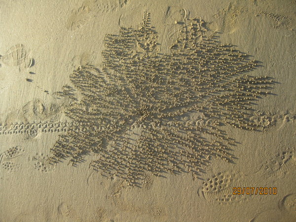 Sandcrab patterns on Hervey Bay