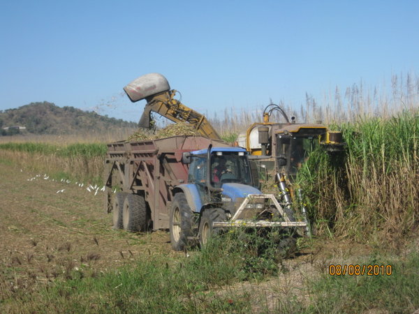 sugar cane cutting