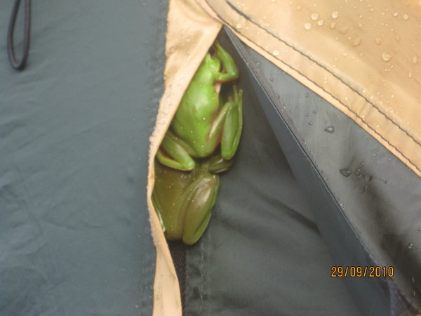 frogs on the tent after rain