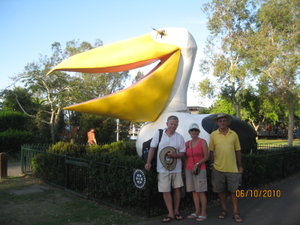 The Big Pelican, Noosa