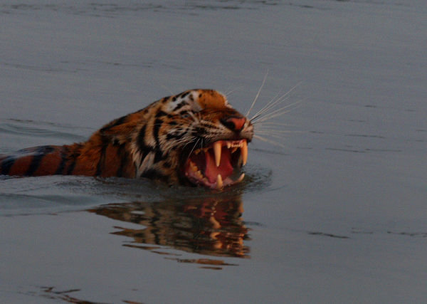 Tigress swiming away