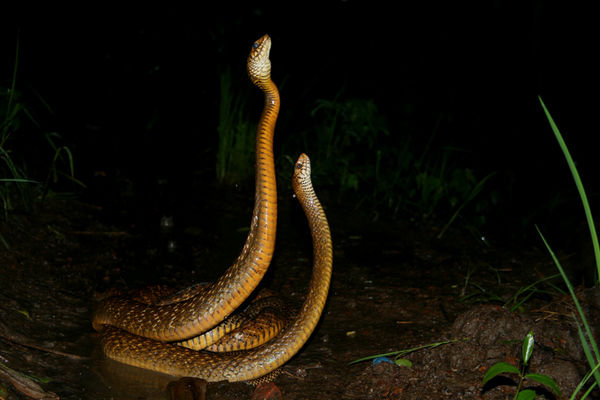 Snake Mating 1