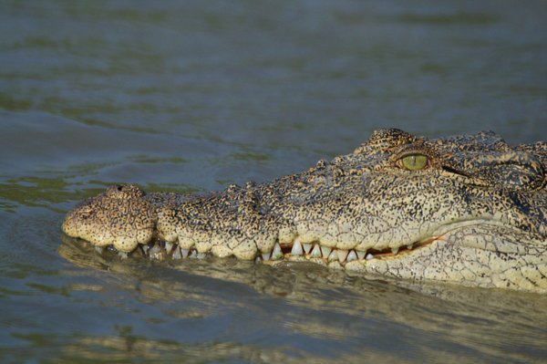 Esturian Crocodile
